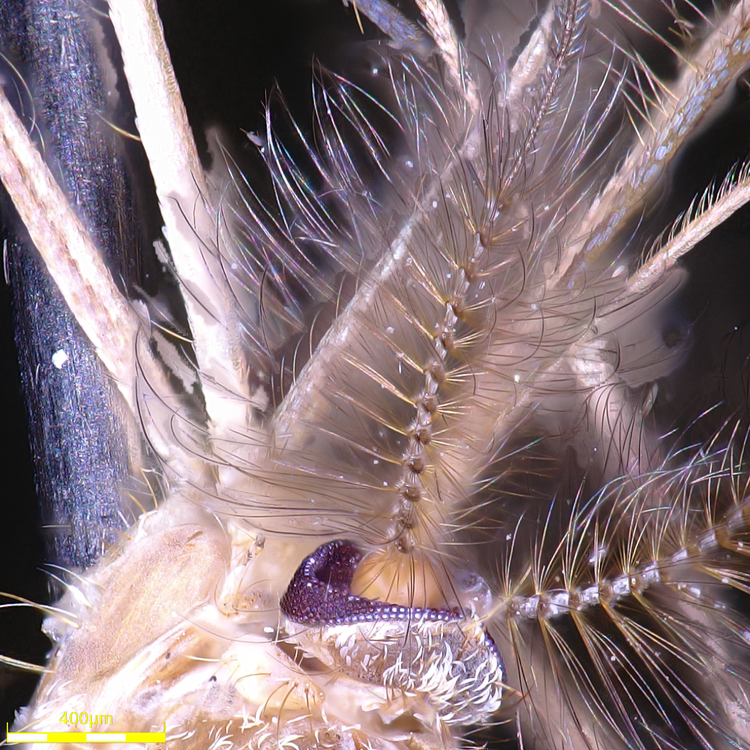 Étude de mouches à l’aide d’un microscope numérique