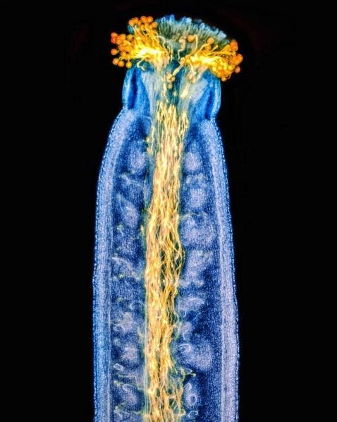 Tubes polliniques poussant à l’intérieur du pistil d’une fleur d’Arabidopsis thaliana