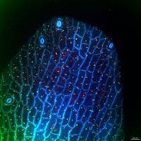 Étamines de fleurs observées au microscope