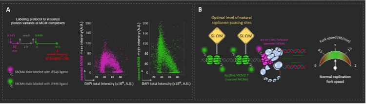 La découverte de variants de protéines des complexes MCM grâce au système scanR a permis de faire la lumière sur le paradoxe des protéines MCM.