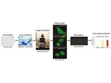 Predicting Multi-Class Nuclei Phenotypes for Drug Testing Using Deep Learning