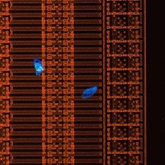 Observation par fluorescence des résidus de film photosensible