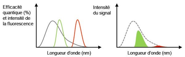 Figure 3 – À gauche : La ligne grise représente l’efficacité quantique d’une caméra. Les lignes verte et rouge indiquent le spectre de l’émission de fluorescence. À droite : La valeur du signal détecté équivaut à l’aire du pic, qui est le produit du spectre d’efficacité quantique et du spectre de fluorescence sur la figure de gauche.Dans ce cas, même si l’intensité de la lumière de fluorescence est suffisante, le signal détecté sera faible en raison d’une faible efficacité quantique à cette longueur d’onde.