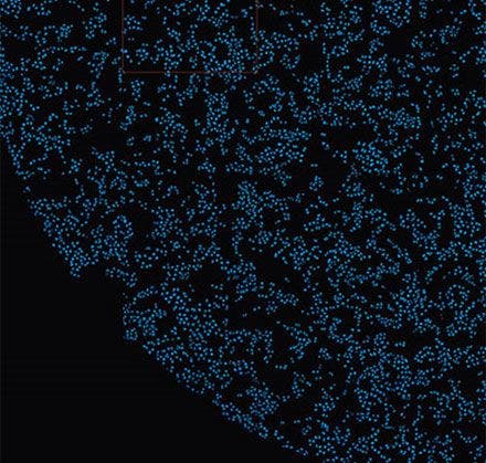 Figure 10 A probability image of the TruAI prediction of nuclei positions from the brightfield image. It shows the same part of the well as in Figure 2.