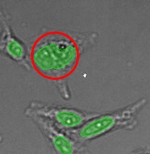 (A) GFP nuclear labels