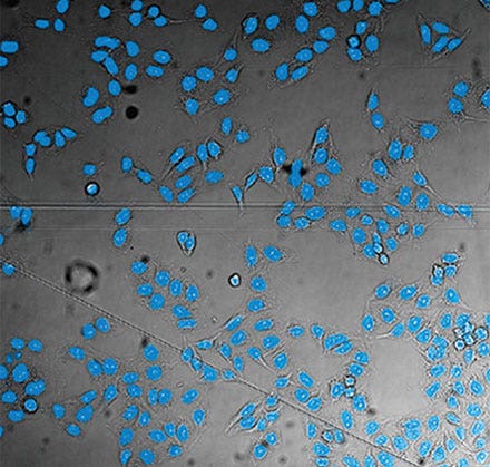 Figure 11 A probability image overlay on a brightfield image. It shows an example of the TruAI prediction of nuclei positions from a brightfield image.