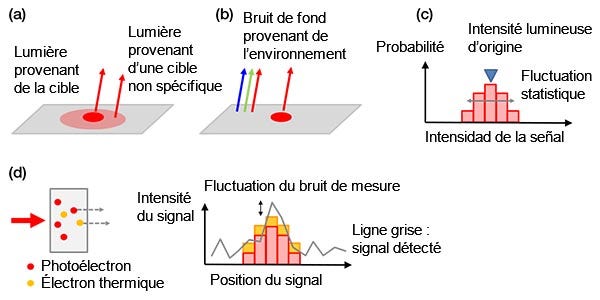 Figure 4 – Exemples de bruits de fond : (a) bruit de fond biologique provenant d’une coloration non spécifique ou de l’autofluorescence, (b) lumière ambiante de la pièce se réfléchissant sur une lame, (c) bruit de grenaille, (d) bruits d’une caméra qui contient des électrons thermiques générés dans un capteur (à gauche) et bruit de mesure (à droite). Les électrons thermiques peuvent être réduits par le refroidissement du capteur.