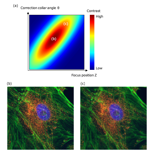 Figure 3. Variations du contraste en fonction de l’angle de la bague de correction et de la position de mise au point. a) Carte de la relation entre l’angle de la bague de correction, la position de mise au point et le contraste. b) Image de fluorescence avec le contraste le plus élevé obtenu par le réglage de la bague de correction. c) Image de fluorescence avec une bague de correction non ajusté à la même position Z que (b).