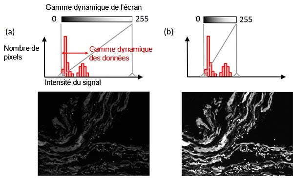 Figure 8 – Réglage de l’affichage : (en haut) histogramme montrant un indicateur de réglage de l’affichage sous forme de ligne verticale pleine, (au centre) illustration du lien entre la luminosité de l’affichage et l’intensité du signal, (en bas) image utilisée comme exemple. Image de gauche : réglage initial de l’affichage. Image de droite : réglage modifié de l’affichage (sans modification des données de l’image d’origine).