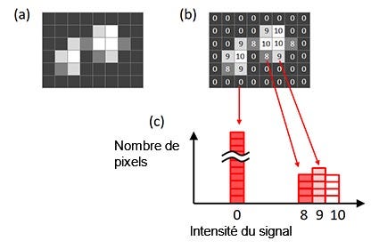 Figure 6 – Histogramme d’une image. (a) Image d’origine, (b) intensité du signal pour chaque pixel affiché dans l’image d’origine, (c) histogramme créé à partir de l’image origine.