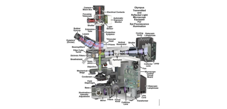 Conception de microscopes à fluorescence droits