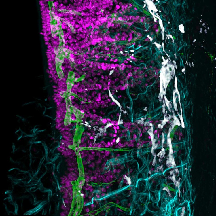 Four-channel multiphoton dataset of cleared mouse intestine.