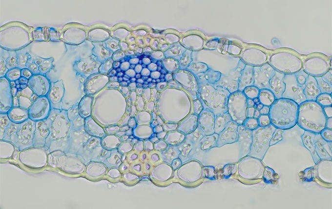 Image sur fond clair de maïs, saisie au moyen de la caméra EP50, d’un microscope CX23 et d’un adaptateur à monture C de 0,5X, 10X