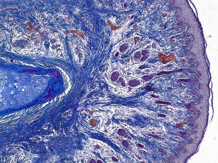 Specimen: Human Fingertip; Microscope: CX23, Objective: Plan Achromat 10x (NA 0.25), TV-Adaptor: U-TV0.5XC-3, Illumination: Brightfield (LED), Exposure time: 2.3 ms