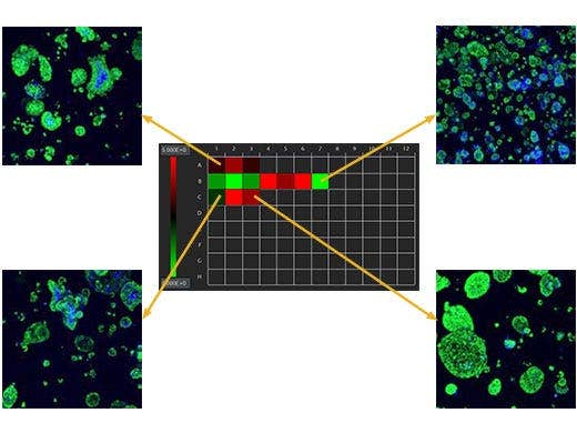 Réduction du temps de vos analyses grâce à l’analyse cellulaire 3D interactive