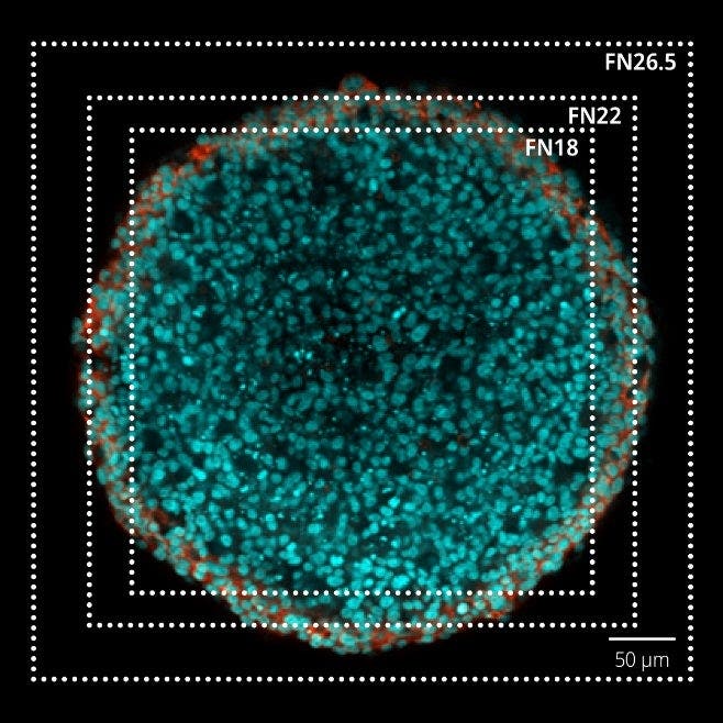 Image d’un sphéroïde HT-29 (600 µm de diamètre) acquise à l’aide d’un objectif 25X. DAPI (cyan), phalloïdine (rouge).