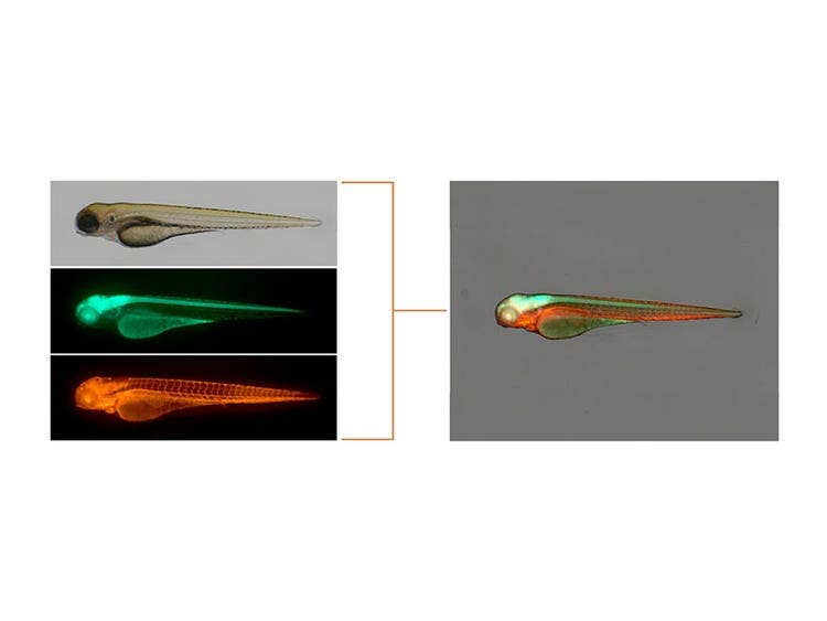 Facilité d’utilisation
