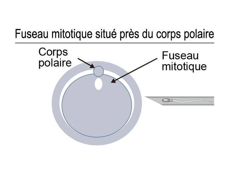 Fuseau mitotique situé près du corps polaire