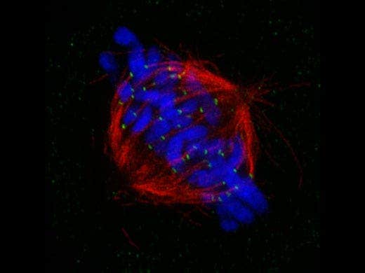 Fuseau mitotique de cellule en métaphase
