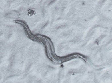 C. elegans / Oblique high-contrast cartridge（SZX2-COBH）