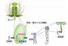 Application of silicone immersion objectives to long-term live-cell imaging of plant zygote embryogenesis