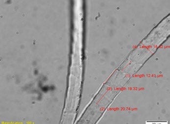 misure della fibra di lana Pashmina