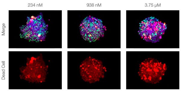 Figure 2. Drug response in co-culture spheroids