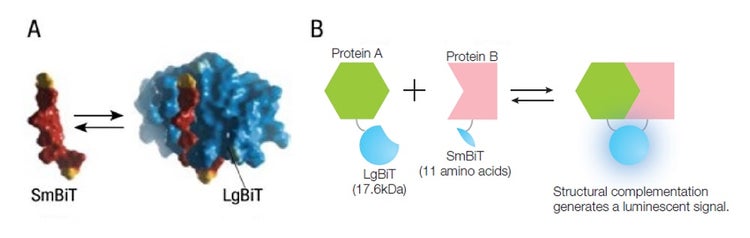 Figure 1. Overview of the NanoBiT® protein-protein interaction system. Image courtesy of Promega.