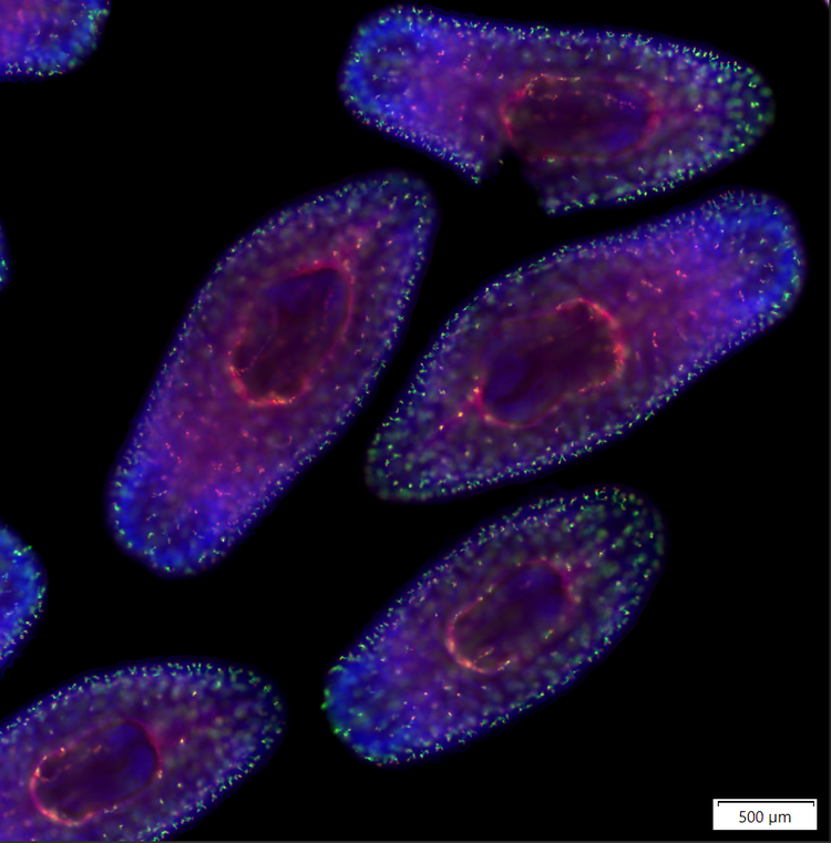 Double fluorescent (red and green) in situ hybridization of two excretory system markers in the planarian S. mediterranea.