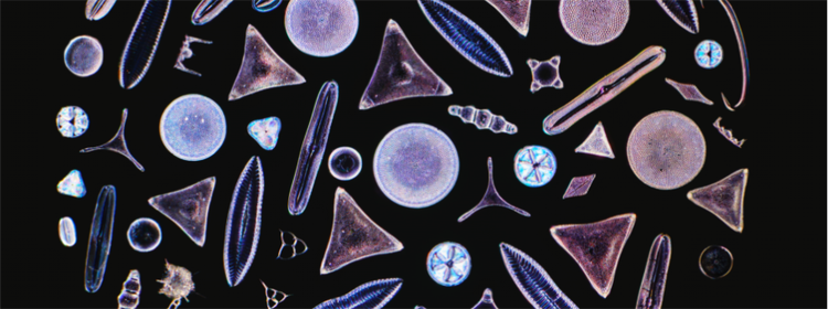 Incontro con le gemme della natura: Il vincitore della 5° edizione del concorso annuale Image of the Year