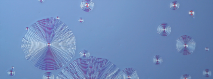 La bellezza inaspettata diventa cristallo trasparente: Il vincitore per la categoria Video della 5° edizione del concorso annuale Image of the Year