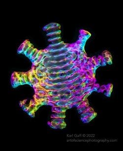 Acoustic modes within a virus-shaped cavity