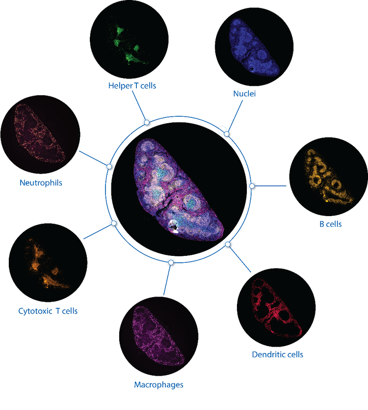 Diagramma di divisione cellulare I contenuti generati dall'intelligenza artificiale potrebbero essere inesatti.