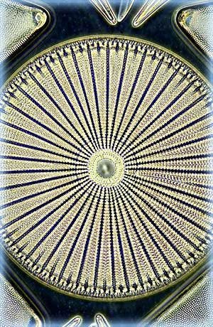 Immagine di microscopia in campo oscuro della diatomea Arachnoidiscus ehrenbergi.