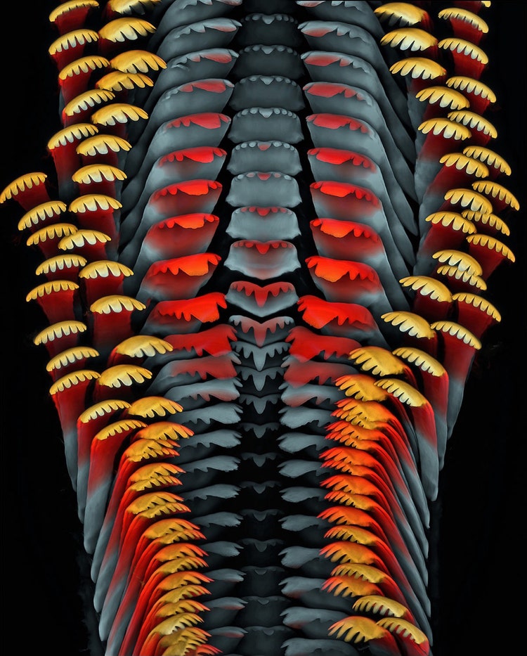 Lingua di lumaca (proiezione della profondità codificata cromaticamente degli stack confocali). Immagine acquisita da Igor Siwanowicz.