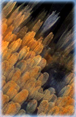 Immagine di microscopia in campo oscuro di squame di ali di farfalla acquisita a basso ingrandimento.