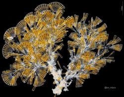 Licmophora diatom arrangement under the microscope