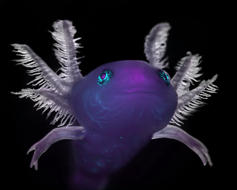 Axolotl acquisito con un microscopio stereoscopico. Immagine acquisita da Marko Pende.