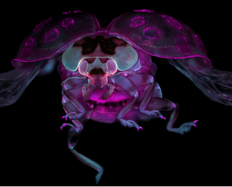 Immagine vincitrice per le Americhe del concorso Image of the Year di Evident: Coccinella con tessuto chiarificato. Immagine acquisita da Marko Pende.