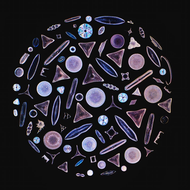 Vincitore dell'Image of the Year Evident per la regione Asia-Pacifico: Frustuli di diatomee micromanipolate in una composizione. Immagine acquisita da Daniel Han (Australia).