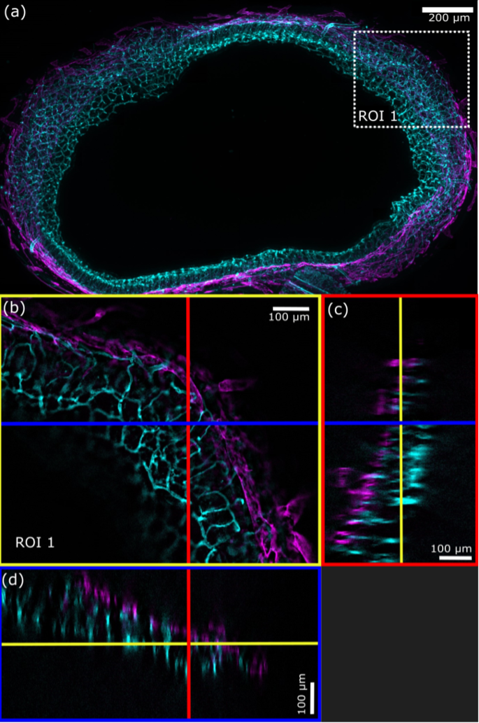 Figura 6. a) La proiezione di intensità massima (MPI, 188 piani, distanza Z = 2,36 μm) di un'immagine VS-SILA (ST = 2) di un intestino di topo mostra i vasi sanguigni (ciano) e linfatici (magenta). b) Il rettangolo tratteggiato bianco indica la ROI 1 ingrandita da (a), in cui la linea blu indica la posizione della vista ortogonale XZ, mentre la linea rossa indica la posizione della vista ortogonale YZ. c) Il rettangolo blu mostra la vista ortogonale in direzione YZ, mentre d) il rettangolo rosso mostra la vista ortogonale in direzione XZ. Le linee gialle indicano il piano Z mostrato in (b) (sezione di intestino di topo FluoTissue 450 μm, Sun Jin lab, elaborata da RapiClear 1.52).