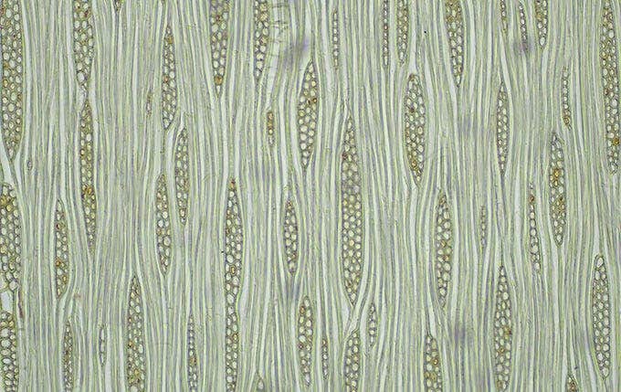 Brightfield image of an ash tree taken with the EP50 camera, a CX23 microscope, and 0.5X C-mount adaptor, 10X