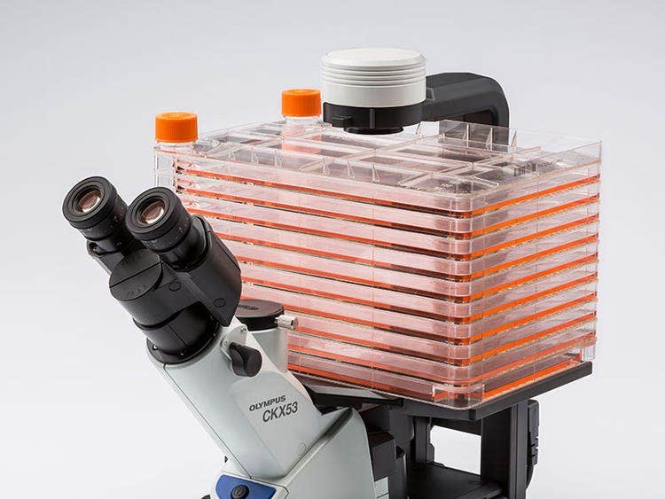 Observation for a multi-layer tissue flask