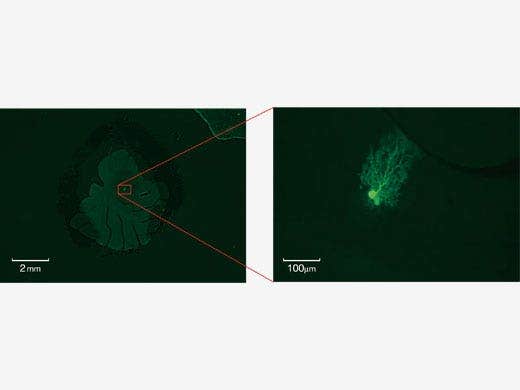 Seamless Observation from 4x to 125x