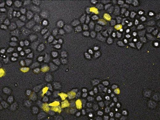 HeLa cells using GL3 luciferase