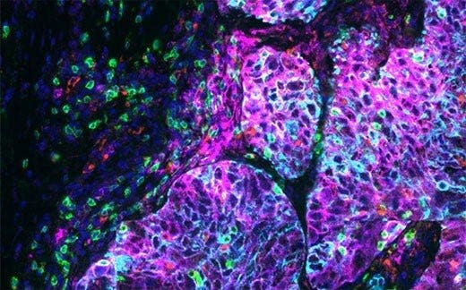 SLIDEVIEW VS200 per la ricerca nelle scienze della vita