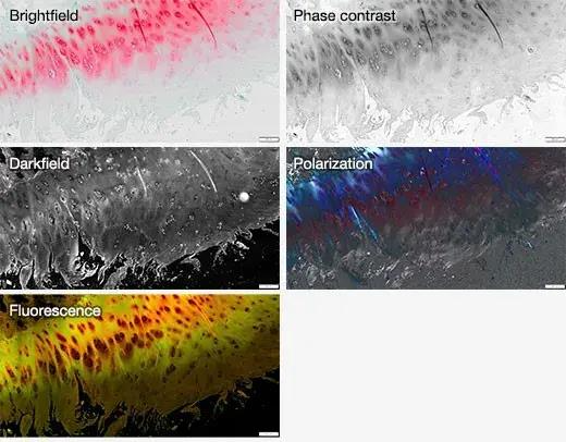 Osservazione di più dettagli del campione con cinque modalità di imaging flessibili