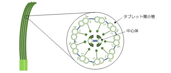 図1. 繊毛構造の模式図