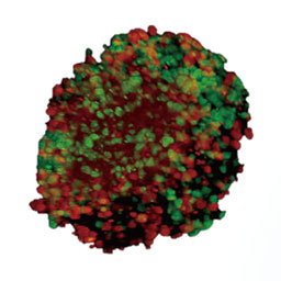 mew spore 胞子体　8株程度 mew spore 胞子体 8株程度