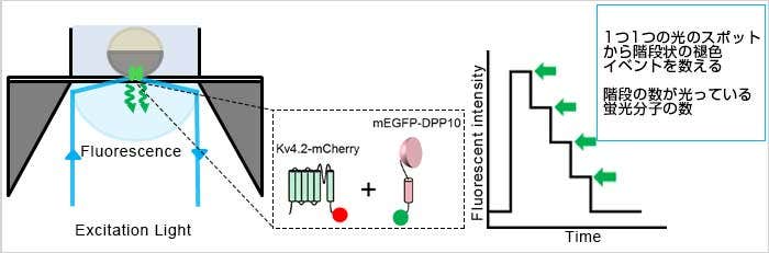 1分子蛍光イメージングによるサブユニットカウンティング概念図